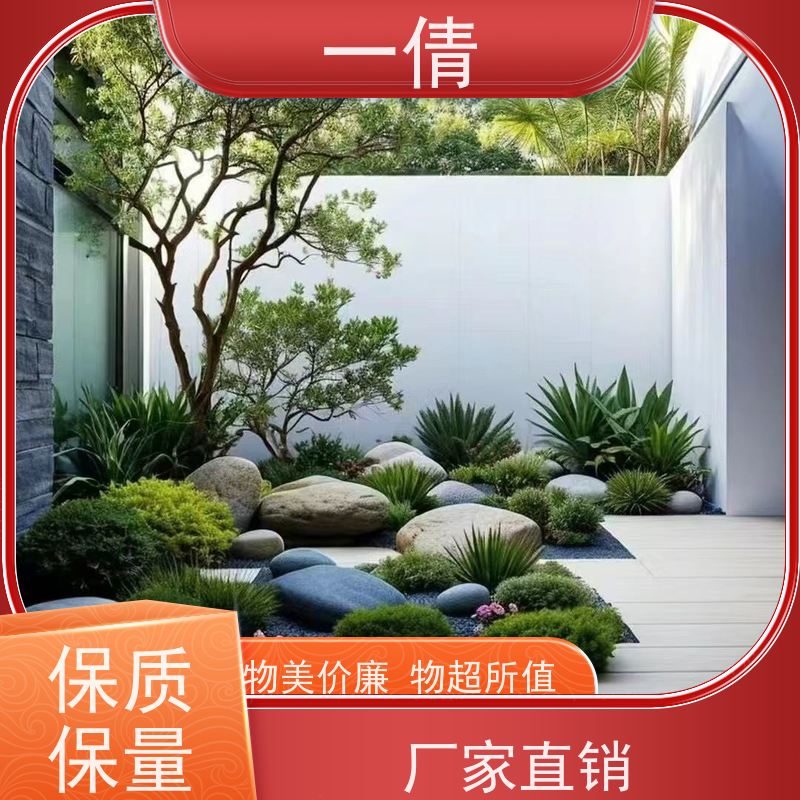 一倩花卉 深圳 大年桔盆景 花卉租赁 种类繁多 规格齐全
