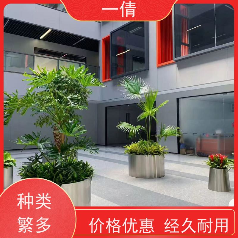 一倩花卉 室内 红玉珠 绿植出售 全城配送 上门养护