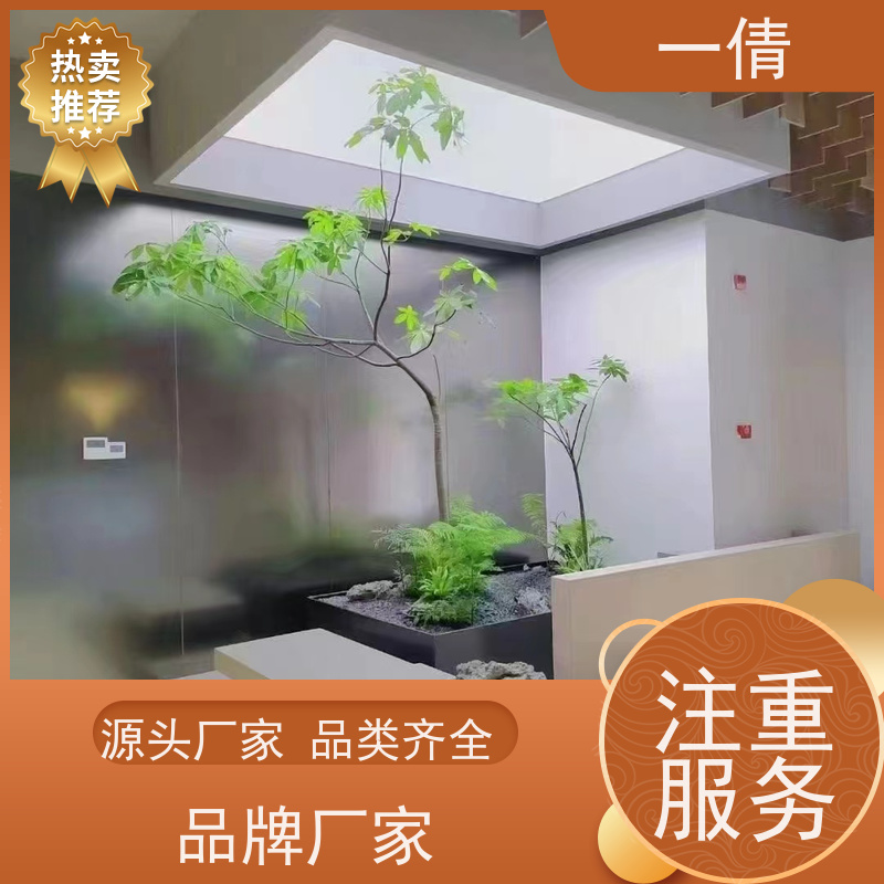 一倩花卉 深圳 12寸盆四季桔 花卉租赁 种类繁多 规格齐全