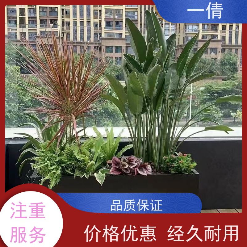 一倩花卉 深圳 福禄桐 绿植出售 全城配送 上门养护