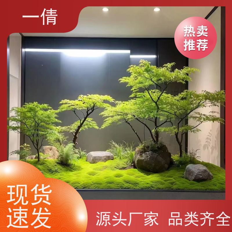 一倩花卉 深圳 铜钱草 绿植出售 桌面绿植 花木护理