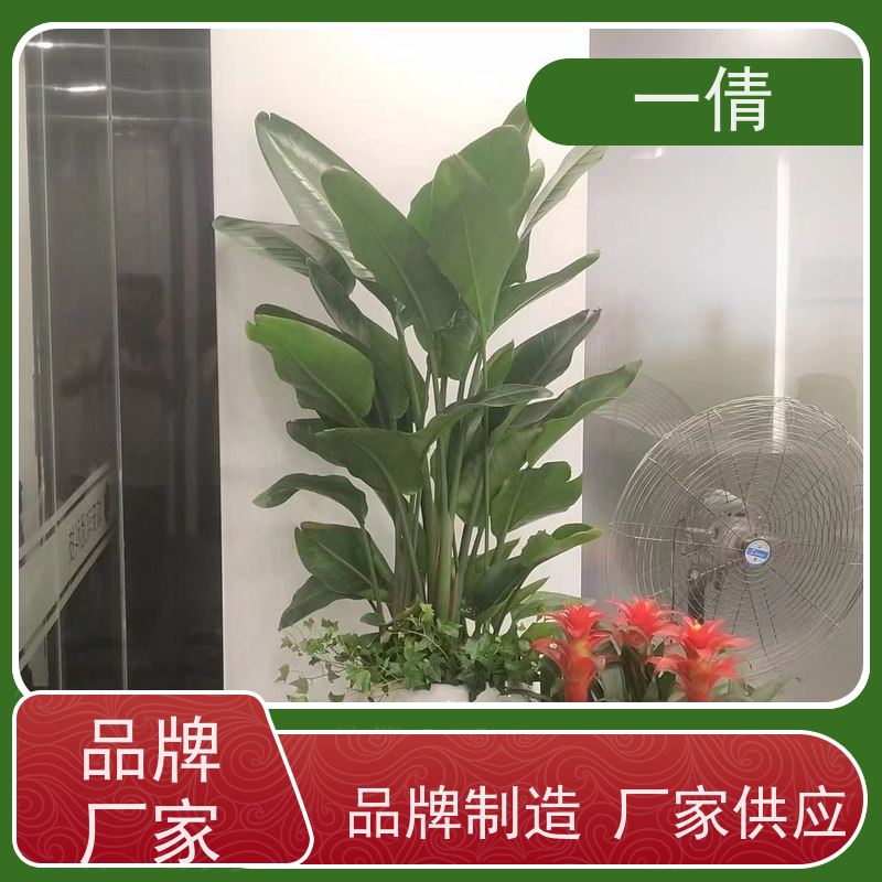 一倩花卉 办公室 杨贵妃 绿植出售 桌面绿植 花木护理