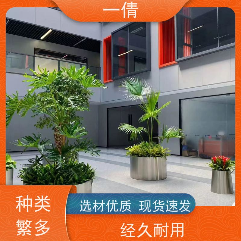 一倩花卉 室内 富贵竹 绿植出售 桌面绿植 花木护理