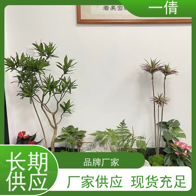 一倩花卉 深圳 冬青 绿植租摆 桌面绿植 花木护理