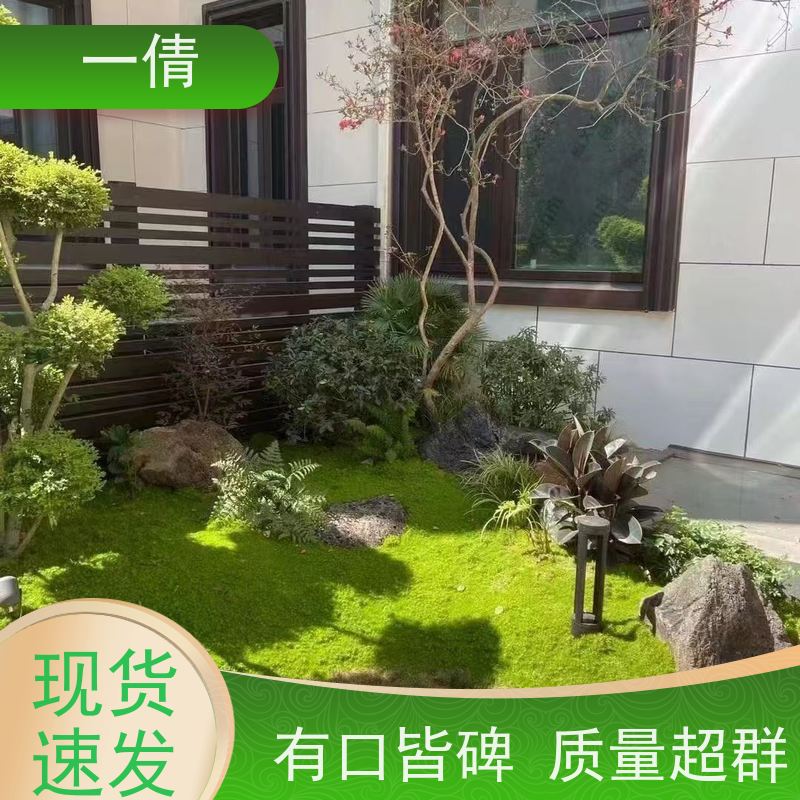 一倩花卉 室内 量天尺 花卉租赁 全城配送 上门养护