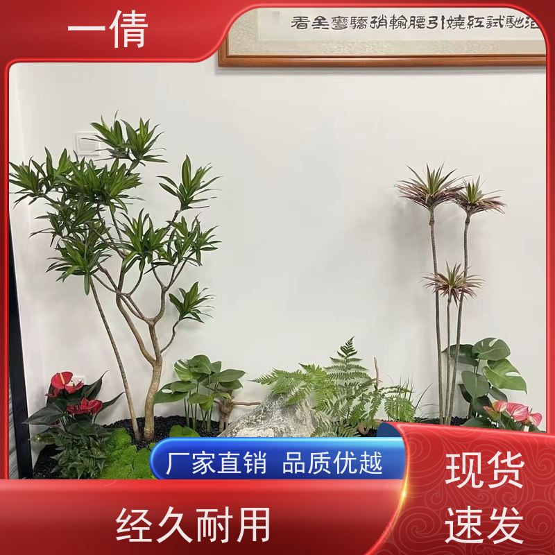 一倩花卉 深圳 蓝宝石 花卉租赁 桌面绿植 花木护理
