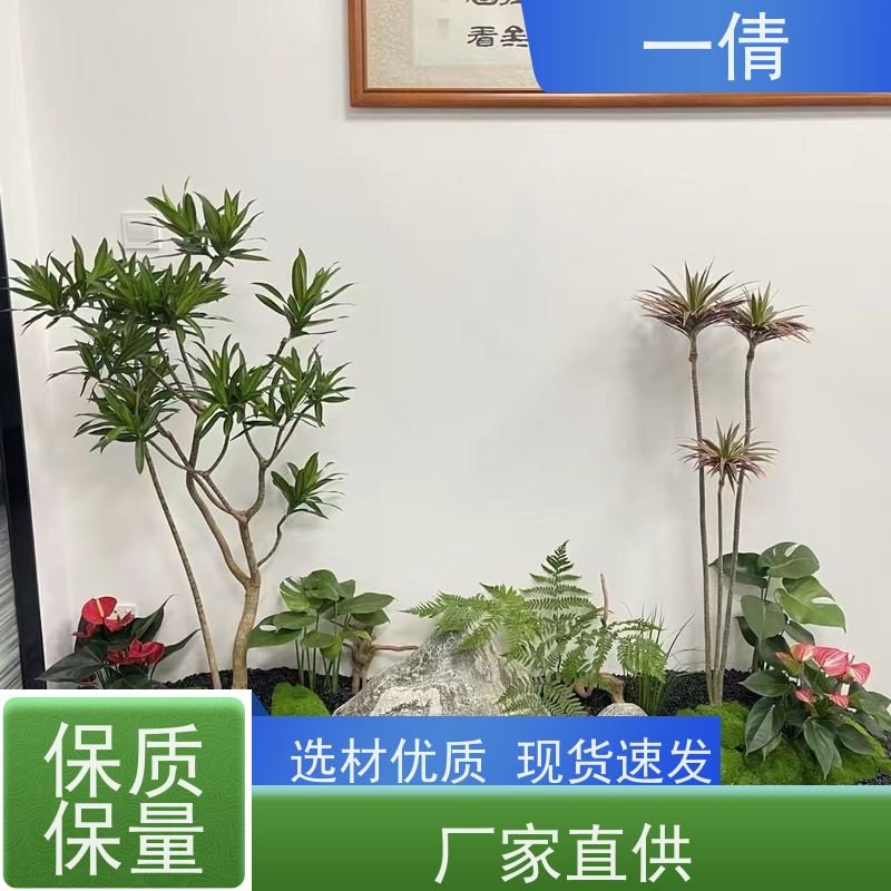 一倩花卉 前台 紫檀 绿植租摆 桌面绿植 花木护理