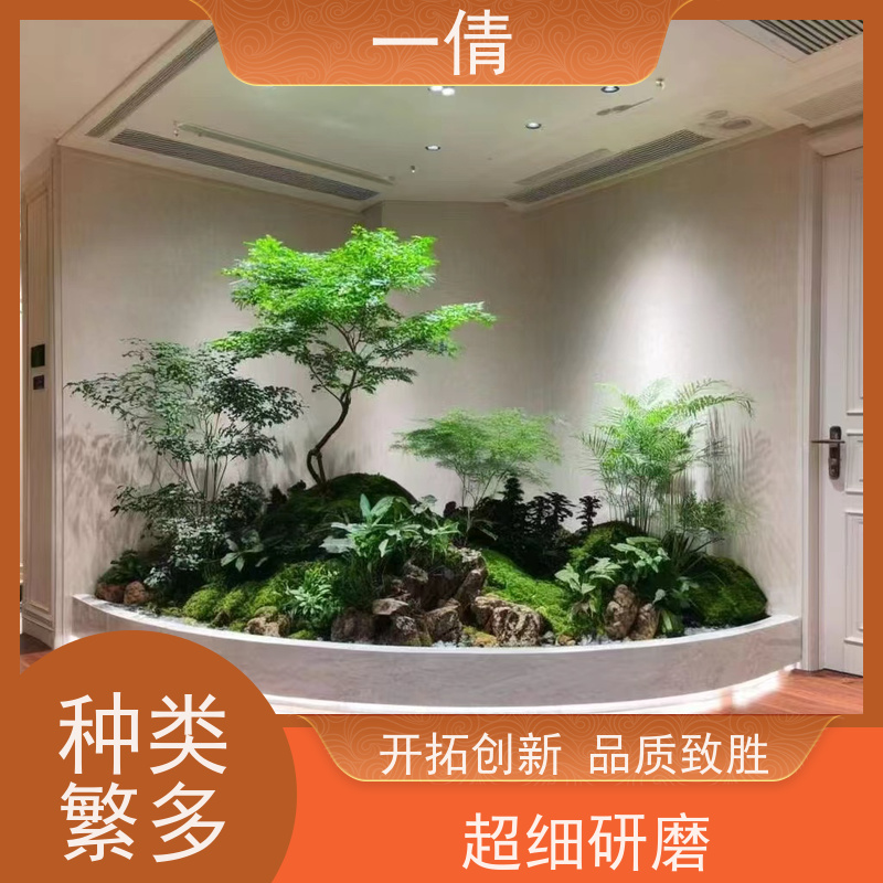 一倩花卉 办公室 70盆四季桔 花卉租赁 净化空气