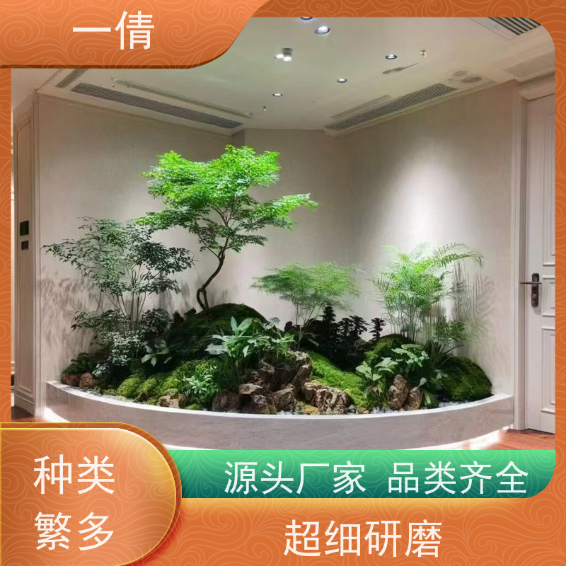 一倩花卉 办公室 翡翠 绿植租摆 桌面绿植 花木护理