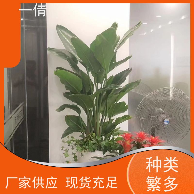 一倩花卉 室内 铜钱草 绿植租摆 种类繁多 规格齐全