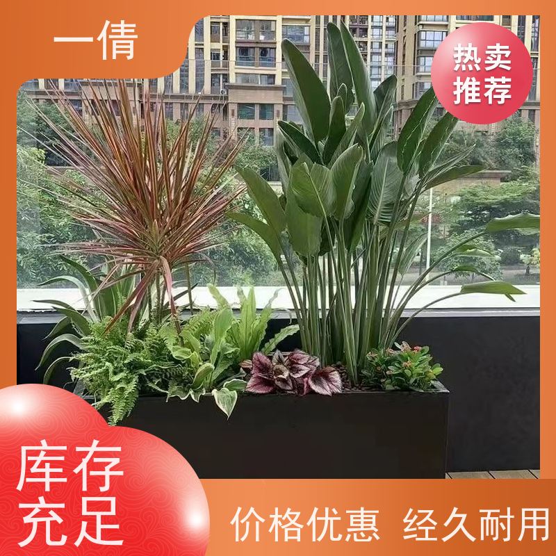 一倩花卉 办公室 桌面盆景 绿植租摆 种类繁多 规格齐全
