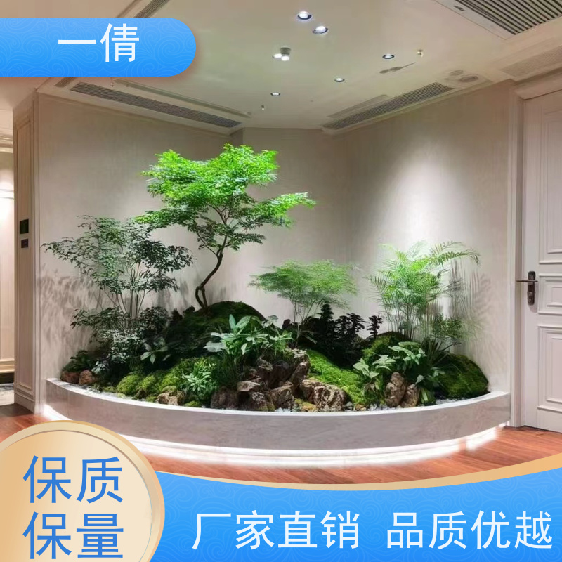 一倩花卉 前台 金钱树 开业花篮租赁 全城配送 上门养护