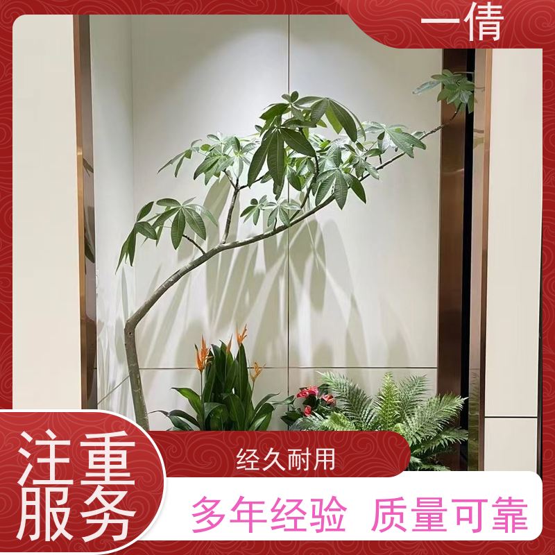 一倩花卉 前台 红酒之恋 绿植出售 种类繁多 规格齐全