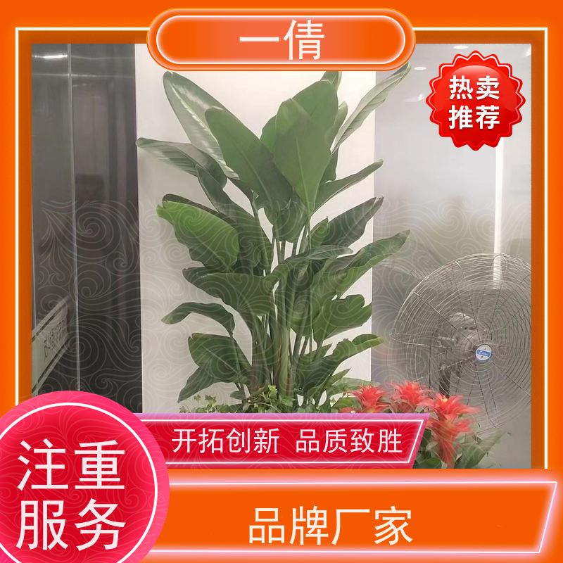 一倩花卉 深圳 12寸盆四季桔 绿植出售 净化空气