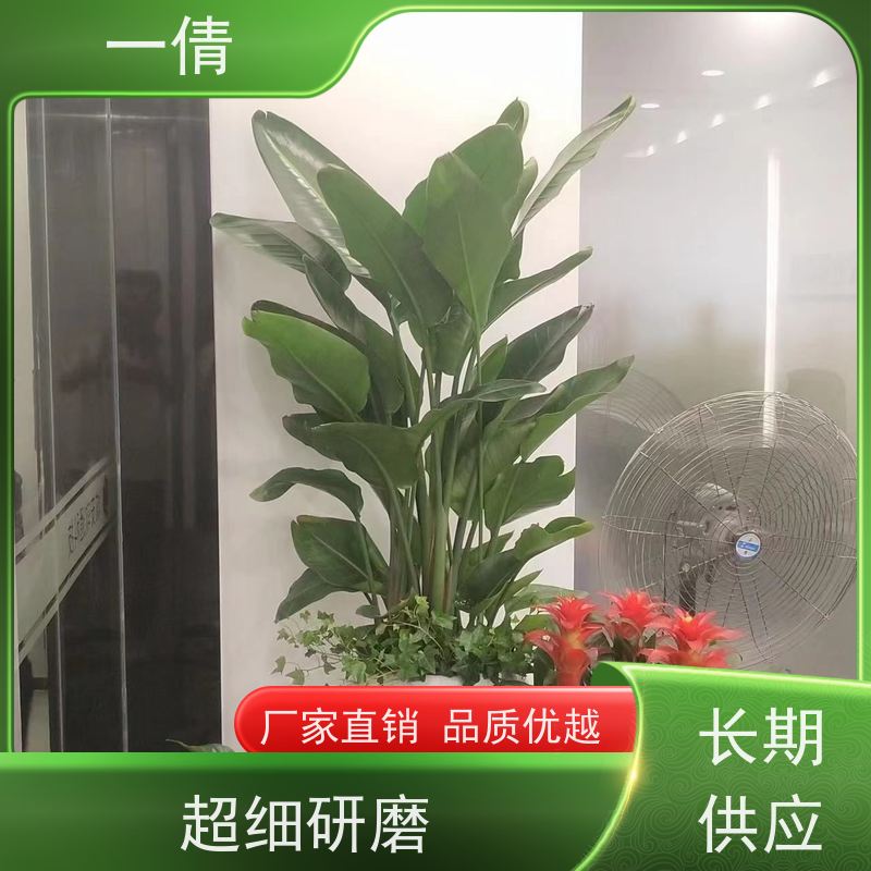 一倩花卉 办公室 黄杨 花卉租赁 全城配送 上门养护