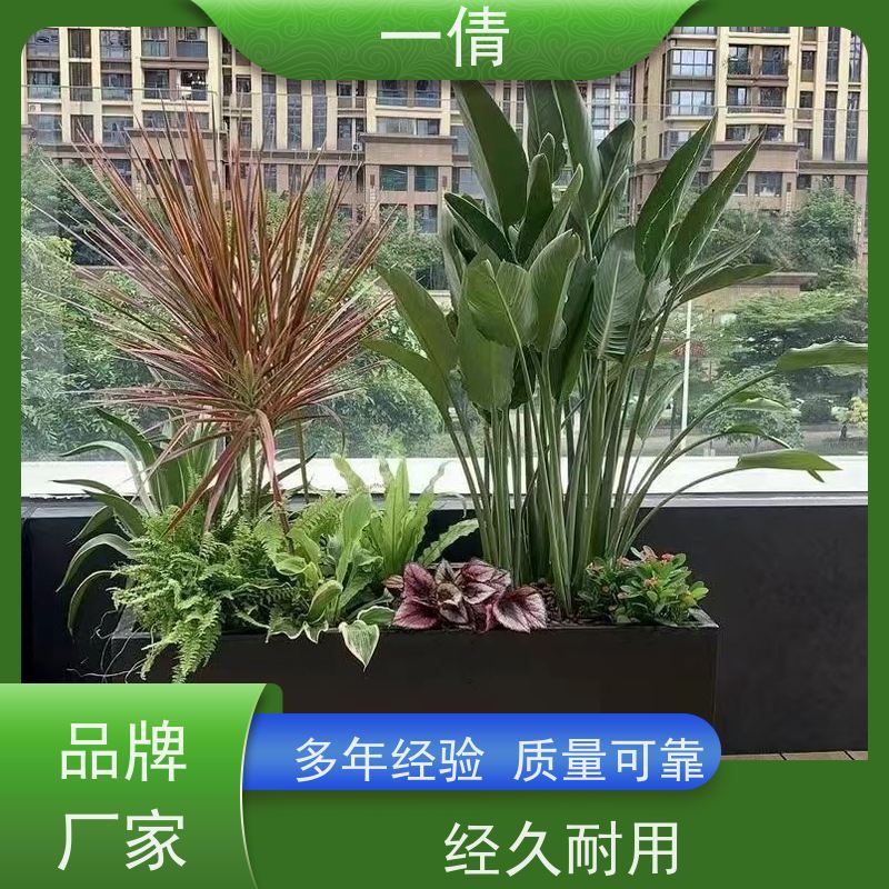 一倩花卉 室内 金心铁 花卉租赁 全城配送 上门养护