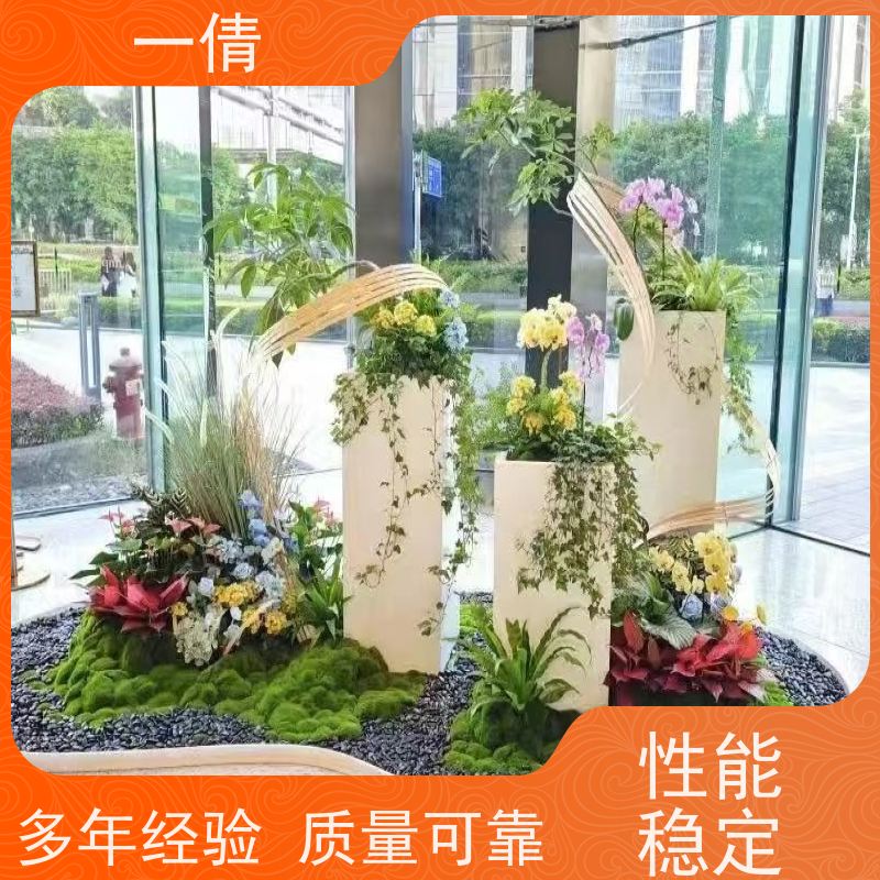一倩花卉 深圳 佛手 室内植物出租 种类繁多 规格齐全