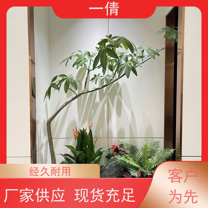 一倩花卉 深圳 保罗 花卉租赁 桌面绿植 花木护理