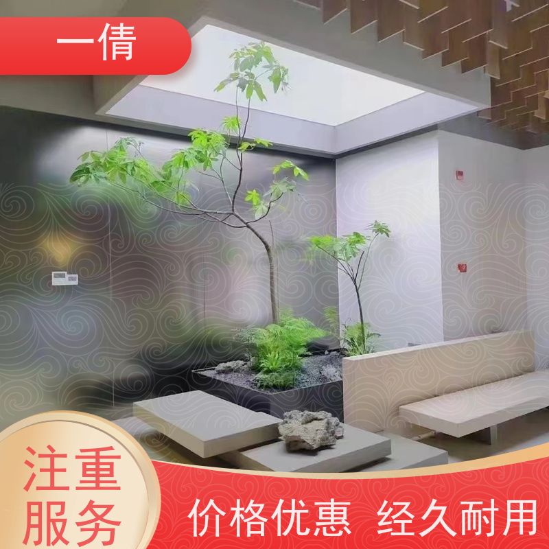 一倩花卉 室内 虎尾兰 室内植物出租 桌面绿植 花木护理