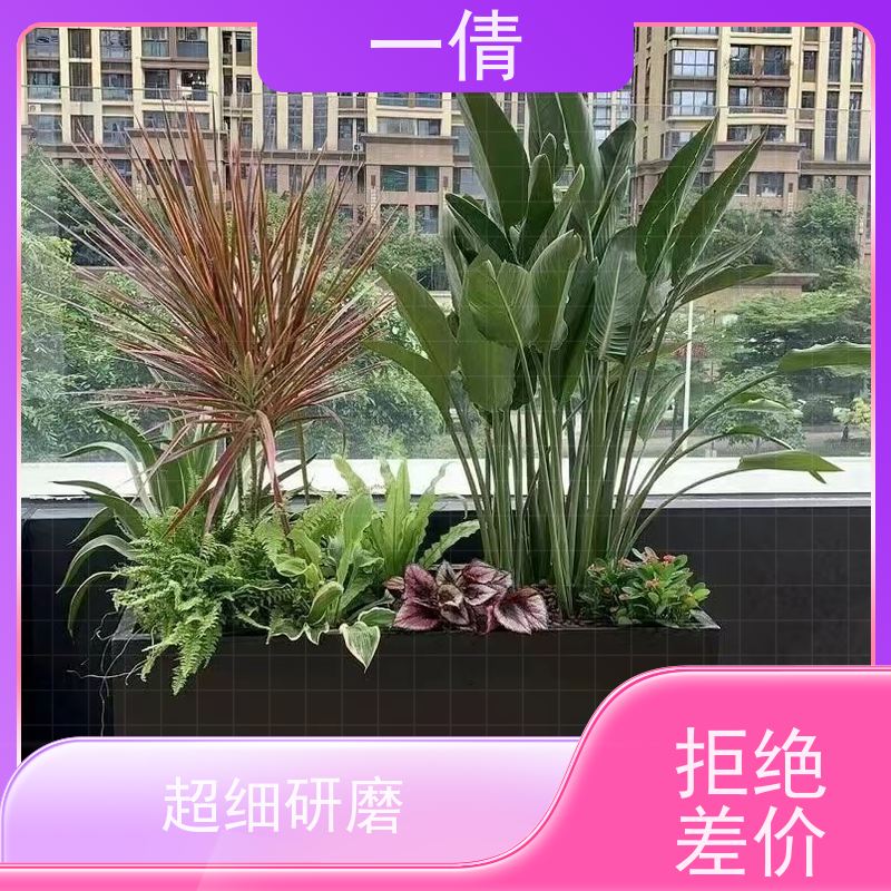 一倩花卉 办公室 巴西美人 绿植出售 桌面绿植 花木护理