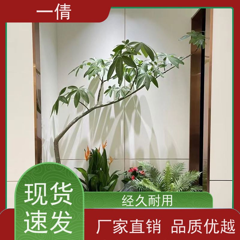 一倩花卉 前台 君子兰 绿植租赁 桌面绿植 花木护理