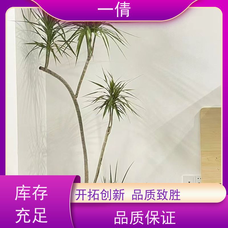 一倩花卉 深圳 柠檬树 绿植出售 全城配送 上门养护