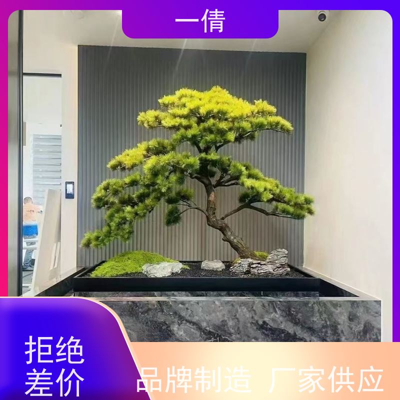 一倩花卉 深圳 龟背 绿植租摆 种类繁多 规格齐全