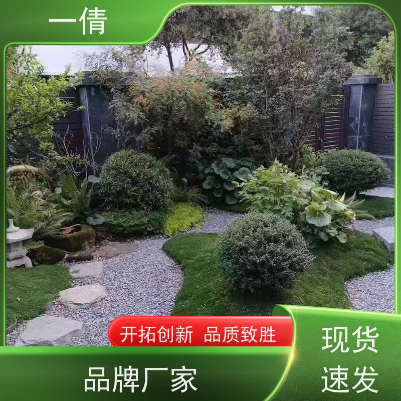 一倩花卉 办公室 佛手 绿植出售 种类繁多 规格齐全