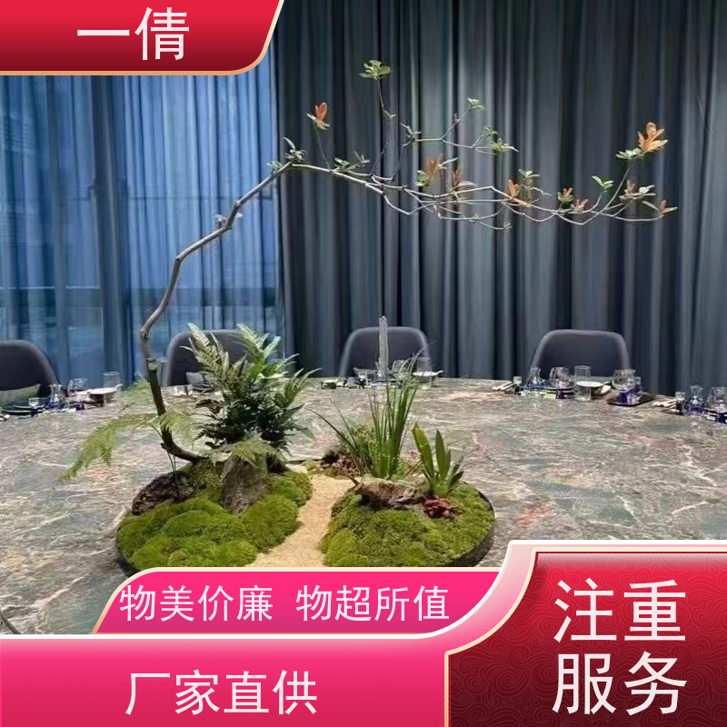 一倩花卉 深圳 巴西美人 绿植租摆 桌面绿植 花木护理