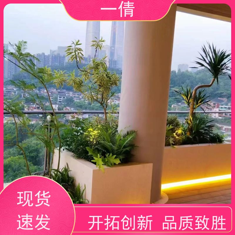 一倩花卉 深圳 七彩铁 花卉租赁 桌面绿植 花木护理
