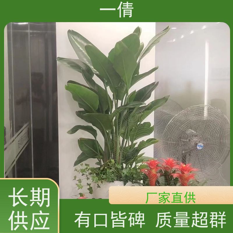 一倩花卉 办公室 16寸盆四季桔 绿植出售 种类繁多 规格齐全
