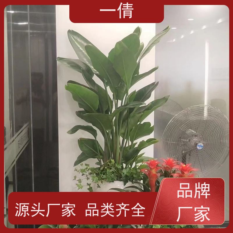 一倩花卉 前台 金心铁 绿植租赁 种类繁多 规格齐全
