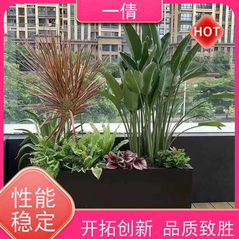 一倩花卉 室内 石斛 绿植出售 桌面绿植 花木护理
