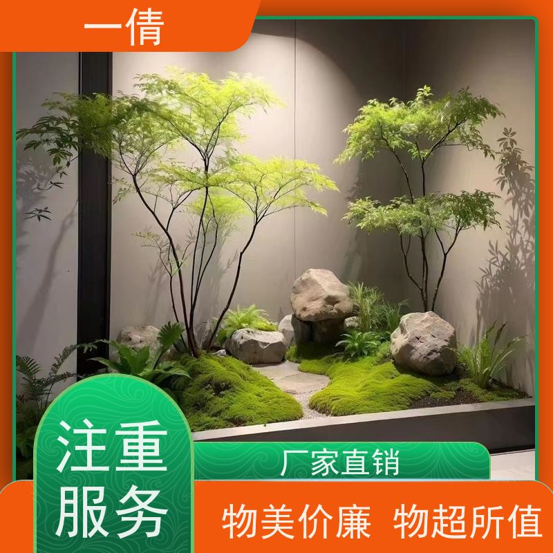 一倩花卉 室内 超大冬青 室内植物出租 种类繁多 规格齐全