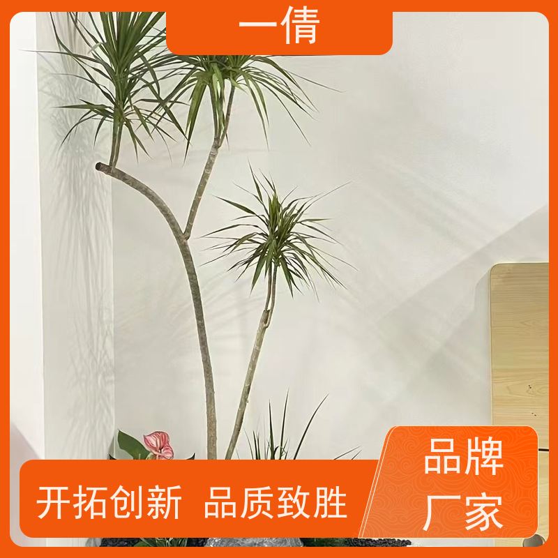 一倩花卉 前台 富贵竹 花卉租赁 桌面绿植 花木护理