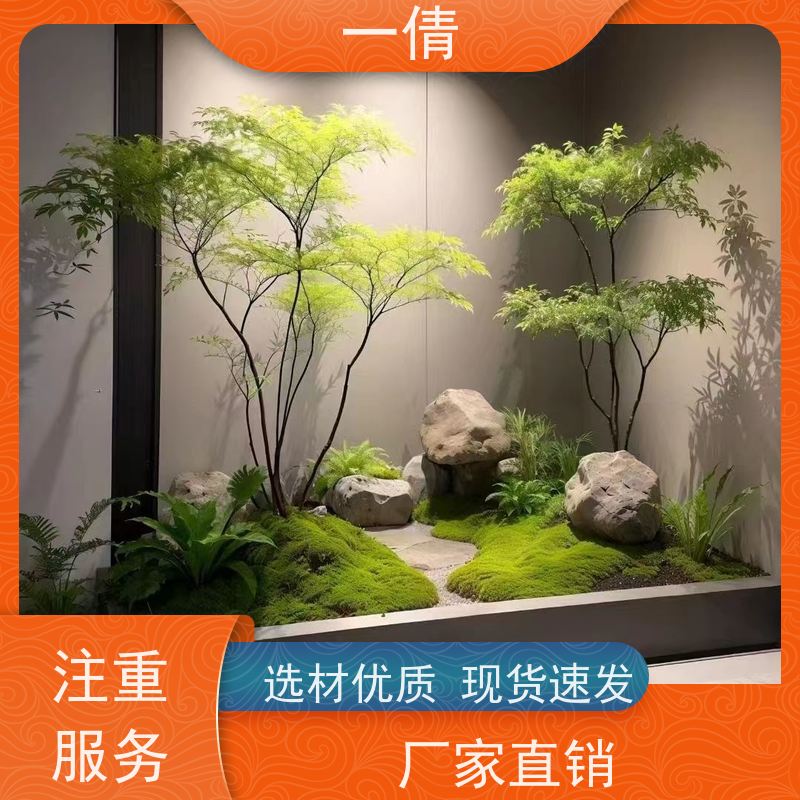 一倩花卉 室内 大杨贵妃 绿植出售 桌面绿植 花木护理