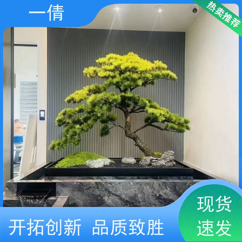 一倩花卉 室内 巴西美人 室内植物出租 桌面绿植 花木护理