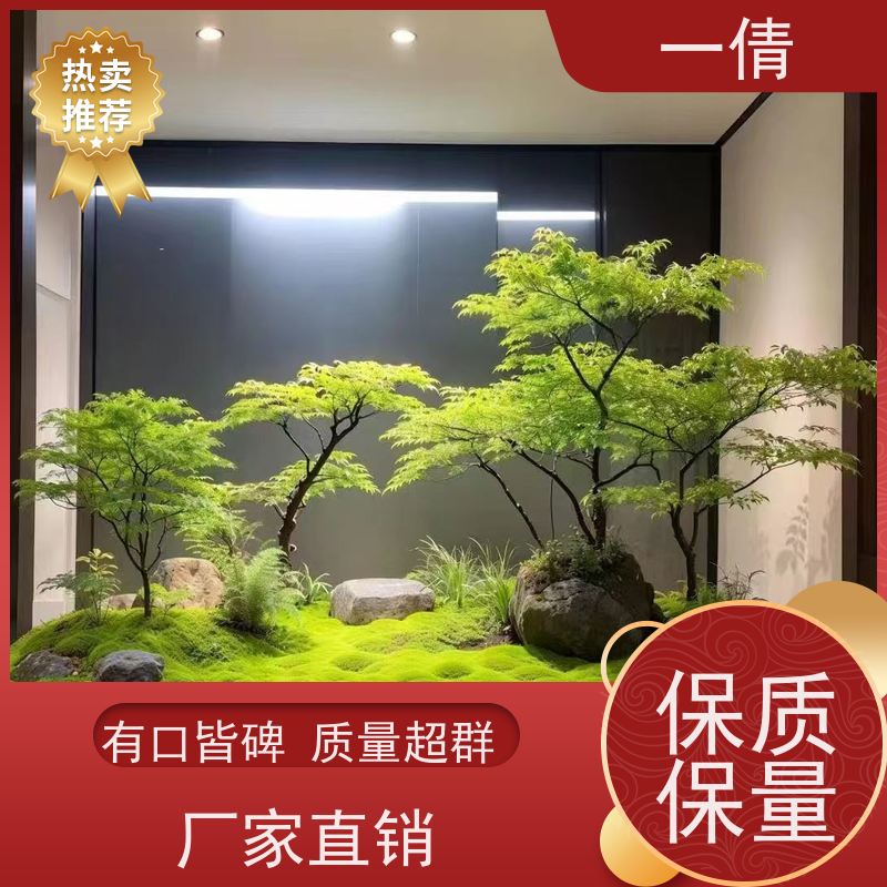 一倩花卉 办公室 凤尾竹 花卉租赁 桌面绿植 花木护理