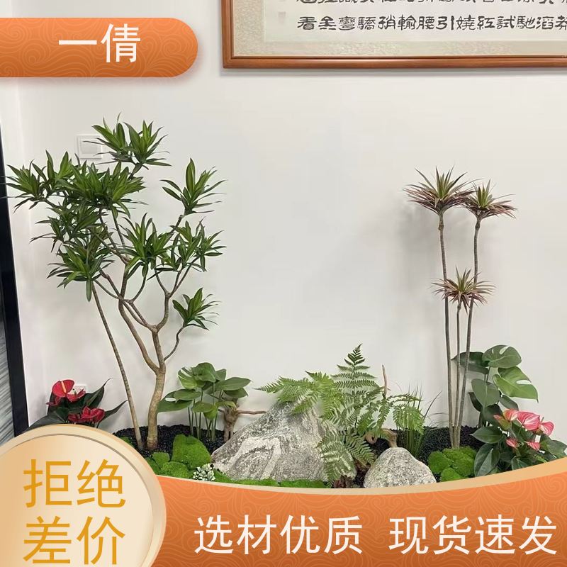 一倩花卉 前台 小慧兰 绿植出售 全城配送 上门养护