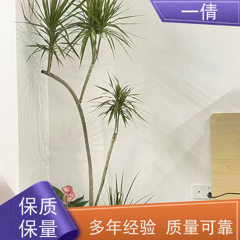 一倩花卉 办公室 春雨 室内植物出租 种类繁多 规格齐全