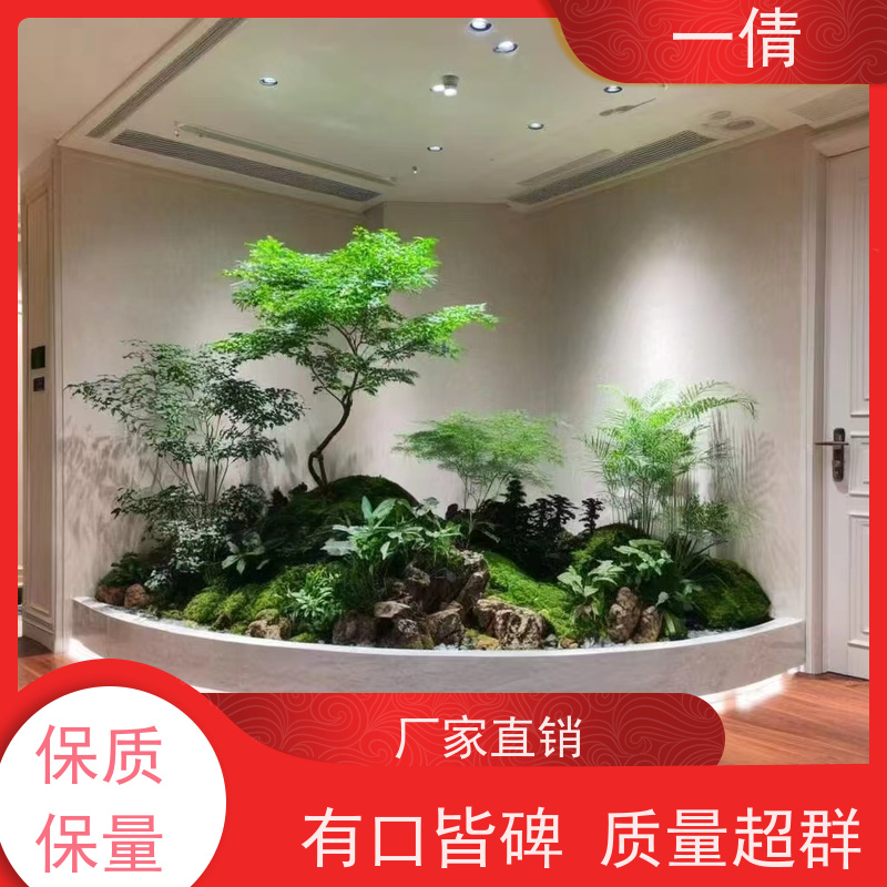一倩花卉 室内 冬青 开业花篮租赁 桌面绿植 花木护理