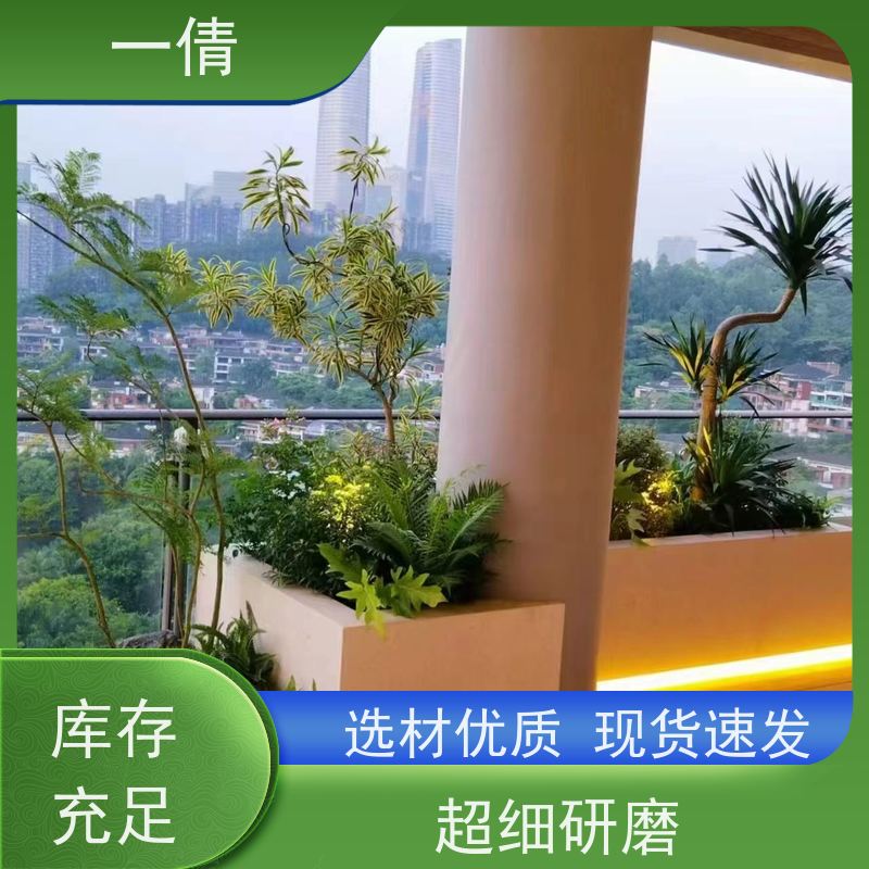一倩花卉 室内 超大冬青 绿植租赁 全城配送 上门养护