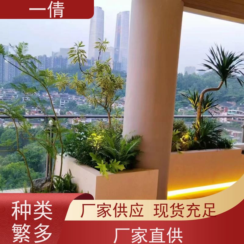 一倩花卉 前台 爱心榕 绿植租摆 桌面绿植 花木护理