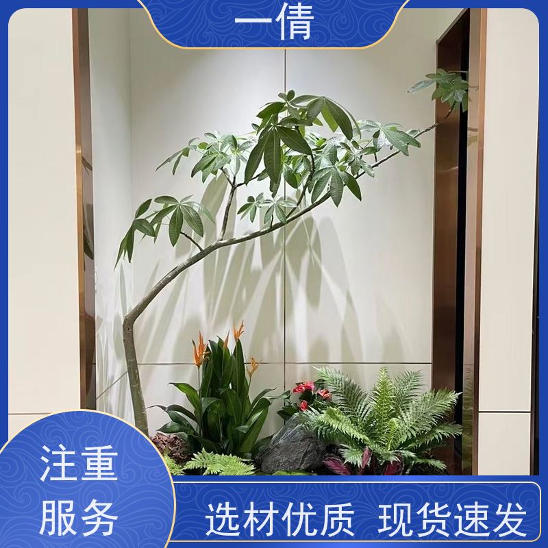 一倩花卉 室内 中杨贵妃 绿植租赁 桌面绿植 花木护理