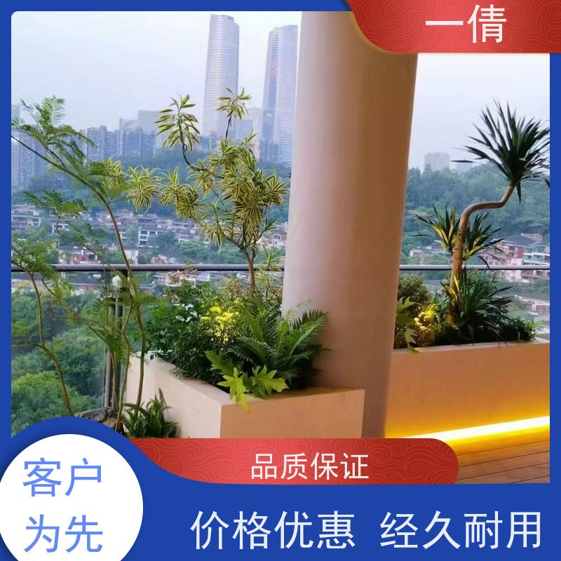 一倩花卉 室内 黄蝴蝶兰 绿植租赁 桌面绿植 花木护理