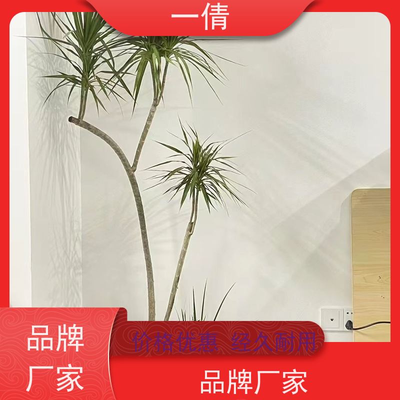 一倩花卉 室内 石斛 绿植出售 全城配送 上门养护