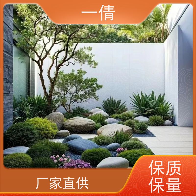 一倩花卉 室内 金钻 绿植租摆 桌面绿植 花木护理