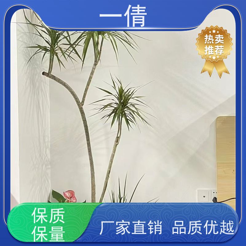一倩花卉 办公室 也门铁 花卉租赁 全城配送 上门养护