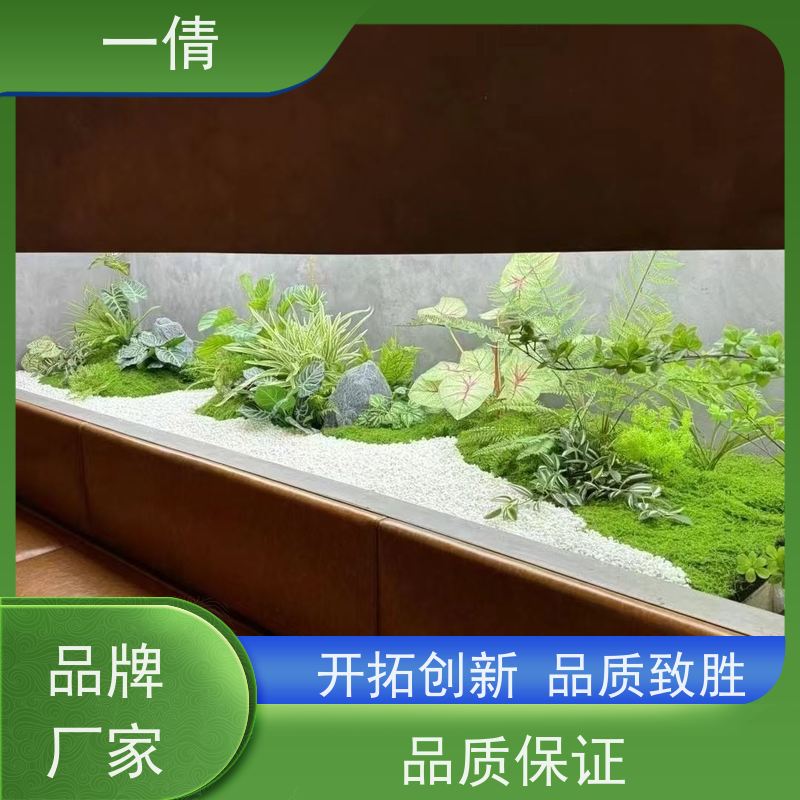一倩花卉 前台 红玉珠 绿植租赁 种类繁多 规格齐全