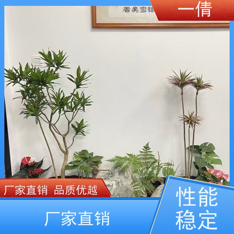 一倩花卉 办公室 石斛 绿植出售 种类繁多 规格齐全